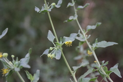Tetragonia calycina