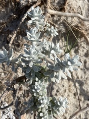 Achillea maritima