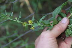 Tetragonia calycina