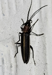 Oxycopis