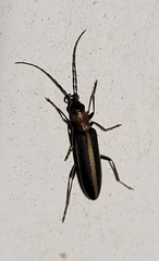 Oxycopis