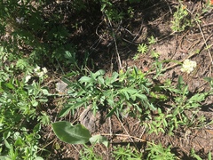 Valeriana californica