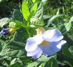 Thunbergia natalensis