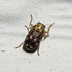 Pachybrachis brevicornis