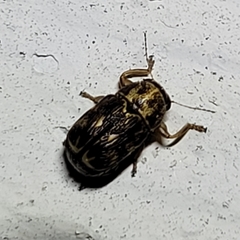 Pachybrachis brevicornis