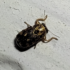 Pachybrachis brevicornis