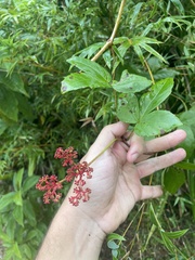 Cissus erosa