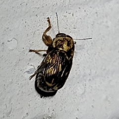 Pachybrachis brevicornis