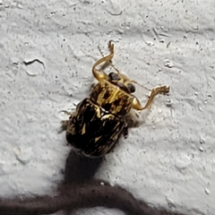 Pachybrachis brevicornis