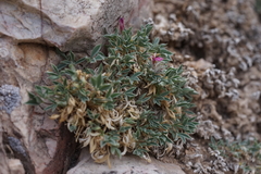 Trifolium friscanum