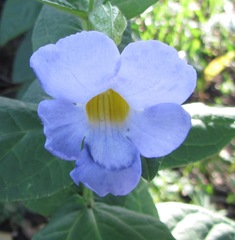 Thunbergia natalensis