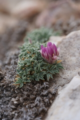 Trifolium friscanum