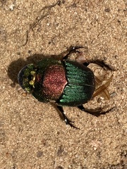 Phanaeus vindex