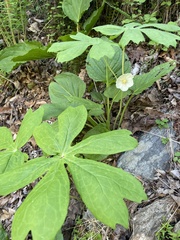 Podophyllum