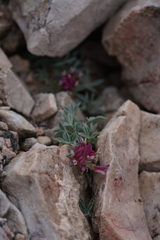 Trifolium friscanum