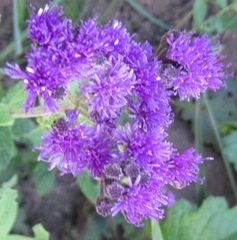 Hilliardiella aristata