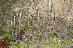 Pterostylis trullifolia