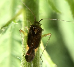 Closterotomus trivialis