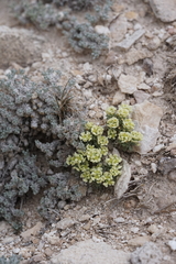 Lepidium ostleri