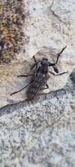 Rhipiceridae