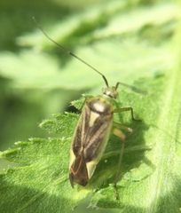 Closterotomus trivialis