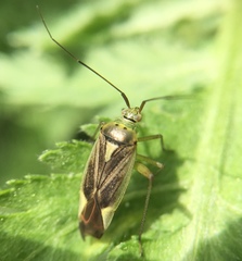 Closterotomus trivialis