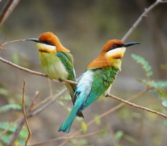 Chestnut-Headed Bee-Eater photo 5