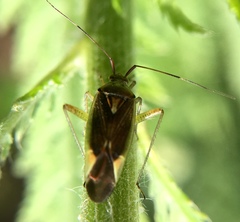 Closterotomus trivialis