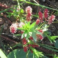 Acalypha glandulifolia