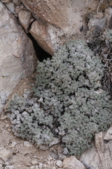Eriogonum soredium