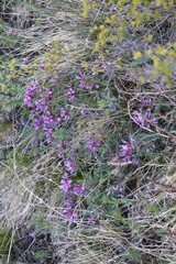 Astragalus ceratoides