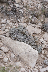Eriogonum soredium