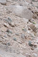 Eriogonum soredium