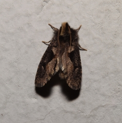 Acrolophinae