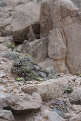 Eriogonum soredium