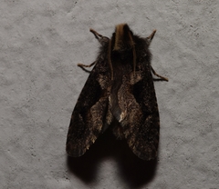 Acrolophinae
