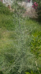 Magnoliopsida