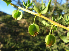 Tetragonia calycina