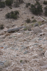 Eriogonum soredium