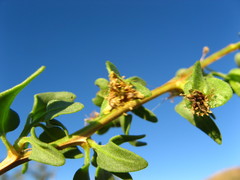 Tetragonia calycina