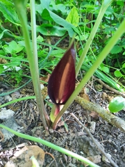 Arum elongatum