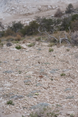 Eriogonum soredium