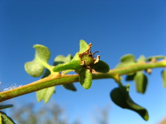 Tetragonia calycina