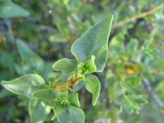 Tetragonia calycina