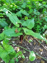 Arum elongatum