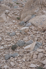 Eriogonum soredium