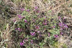 Astragalus ceratoides
