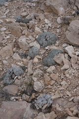 Eriogonum soredium