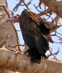 Necrosyrtes monachus