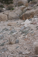 Eriogonum soredium